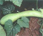 Almanac Contributors Share Their Favorite Crop Varieties Image